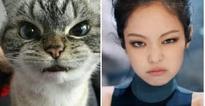 1000 Inspirasi Nama Kucing Indonesia Keren Untuk Peliharaan Kamu