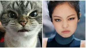 1000 Inspirasi Nama Kucing Indonesia Keren Untuk Peliharaan Kamu 1000 Inspirasi Nama Kucing Indonesia Keren Untuk Peliharaan Kamu