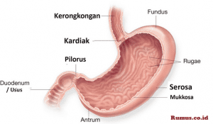 9 Makanan Penurun Asam Lambung saat Hamil! Ibu perlu Tahu 9 Makanan Penurun Asam Lambung saat Hamil! Ibu perlu Tahu