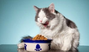 4 Rekomendasi Suplemen Kucing Terbaik