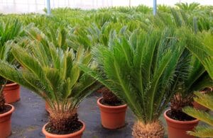 Tips Merawat Tanaman Sikas Agar Tetap Cantik dan Sehat Tips Merawat Tanaman Sikas Agar Tetap Cantik dan Sehat